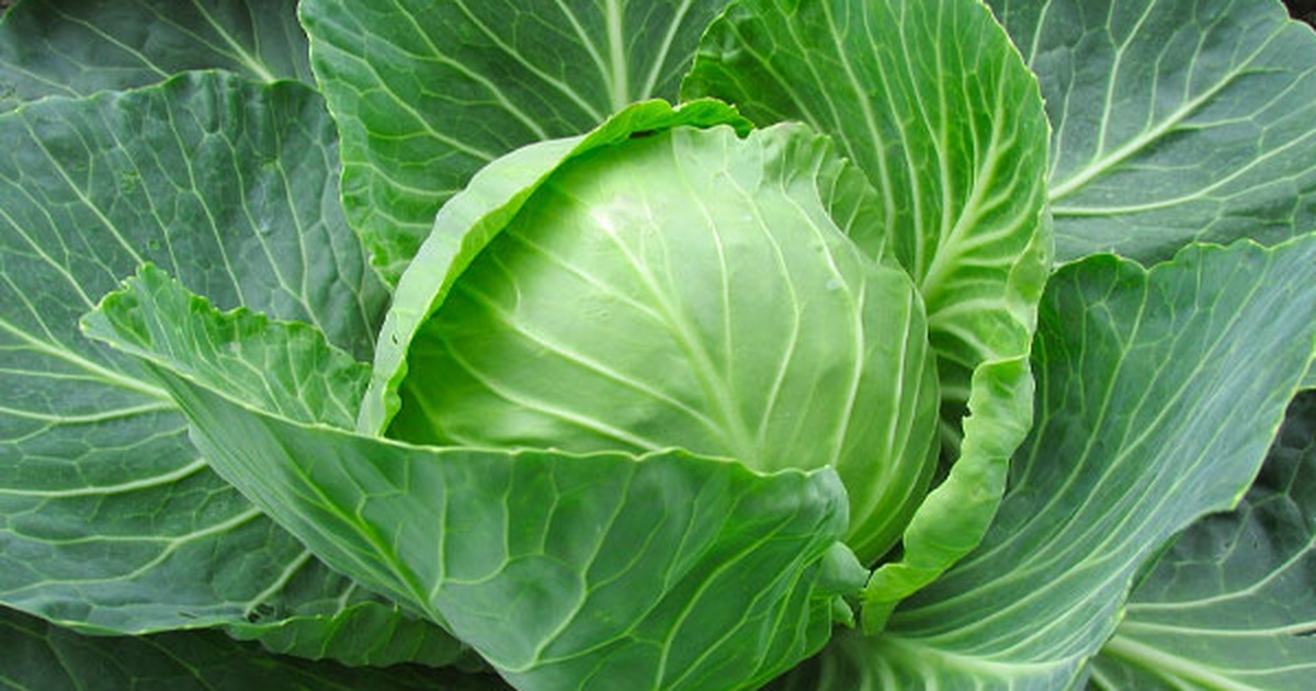 Bắp cải bao nhiêu calo? Giá trị dinh dưỡng, cách chế biến ảnh hưởng calo, lợi ích giảm cân