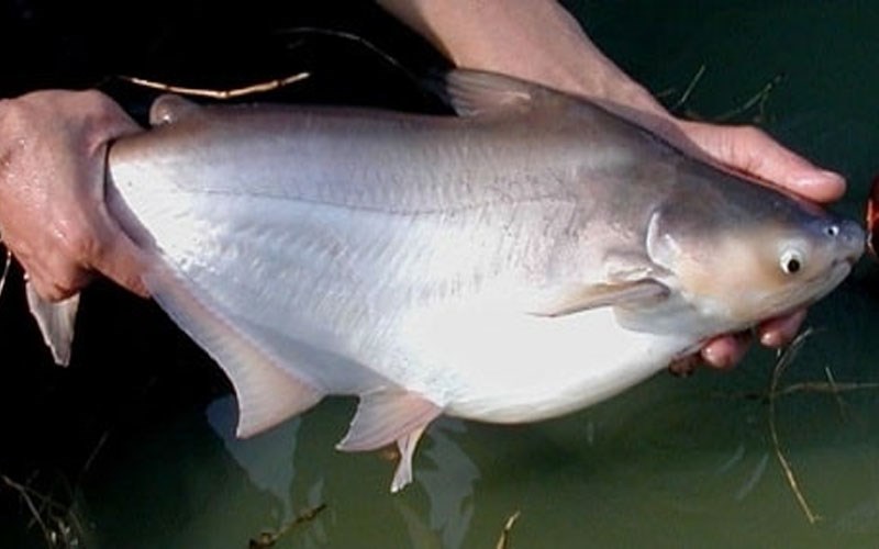 Cá hú bao nhiêu calo, protein? Thành phần dinh dưỡng, cách chế biến giữ đạm, so sánh cá công nghiệp