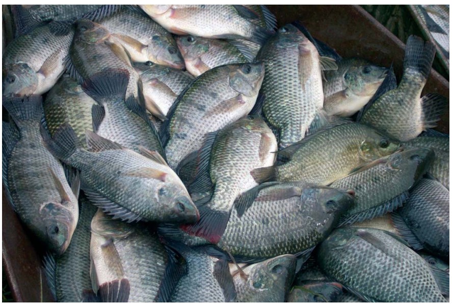 Cá rô phi bao nhiêu calo, protein? Thành phần dinh dưỡng, so sánh theo cách chế biến, ảnh hưởng với sức khỏe