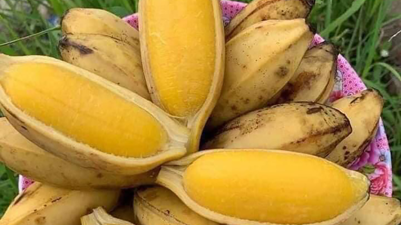 Chuối sáp luộc bao nhiêu calo, protein? Thành phần dinh dưỡng, lợi ích sức khỏe, cách chế biến phù hợp