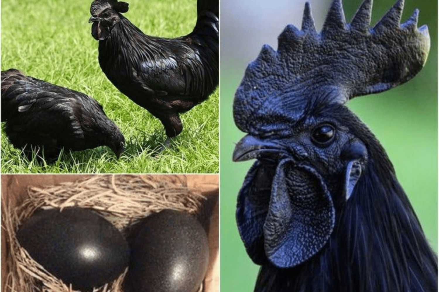 Gà H Mông là gì, đặc điểm sinh học, chăn nuôi thế nào, ăn có tốt không