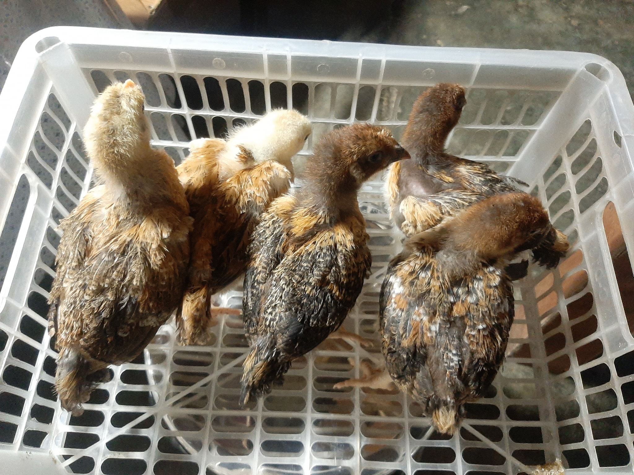 Gà Kabir là gì, hiệu quả kinh tế, kỹ thuật nuôi, xu hướng tiêu dùng bền vững