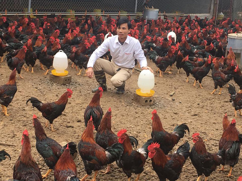 Gà Lạc Thủy là gì, cách nuôi đạt chuẩn, thịt có ngon không, chứng nhận OCOP ra sao