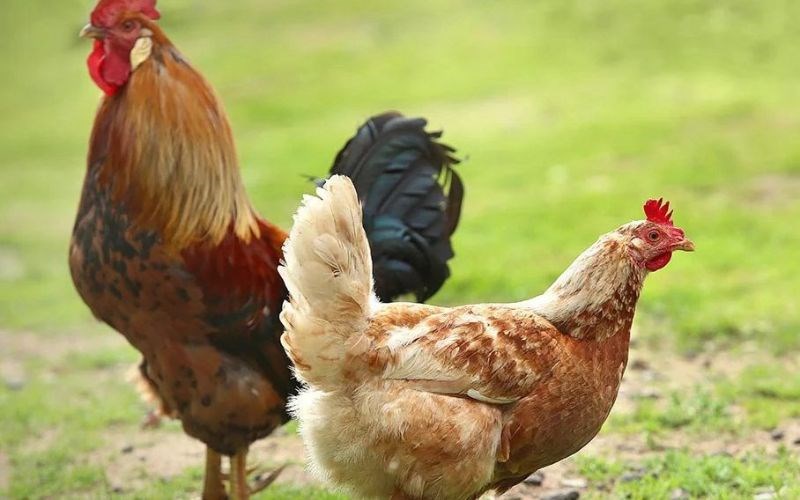 Gà Tam Hoàng là gì, ưu điểm chăn nuôi, kỹ thuật nuôi, tiềm năng đầu tư hiện nay