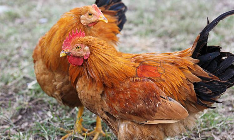 Gà Tàu Vàng là giống gì, lợi ích kinh tế, kỹ thuật nuôi, lựa chọn chăn nuôi hiện đại