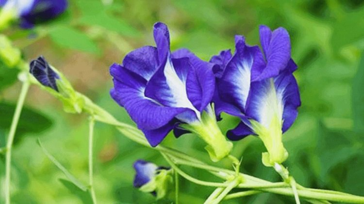 Những lưu ý khi sử dụng hoa đậu biếc để đảm bảo an toàn