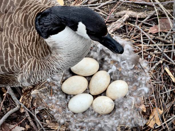 Trứng ngỗng bao nhiêu calo, protein? Dưỡng chất nổi bật, lượng calo theo cách chế biến, có nên ăn hằng ngày