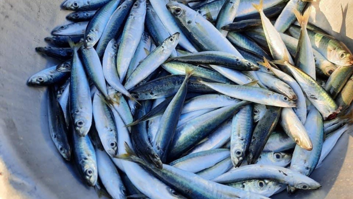 100g cá nục bao nhiêu calo? Hàm lượng protein, vitamin omega 3, calo khi kho chiên hấp, so sánh giá trị với cá thu cá diêu hồng