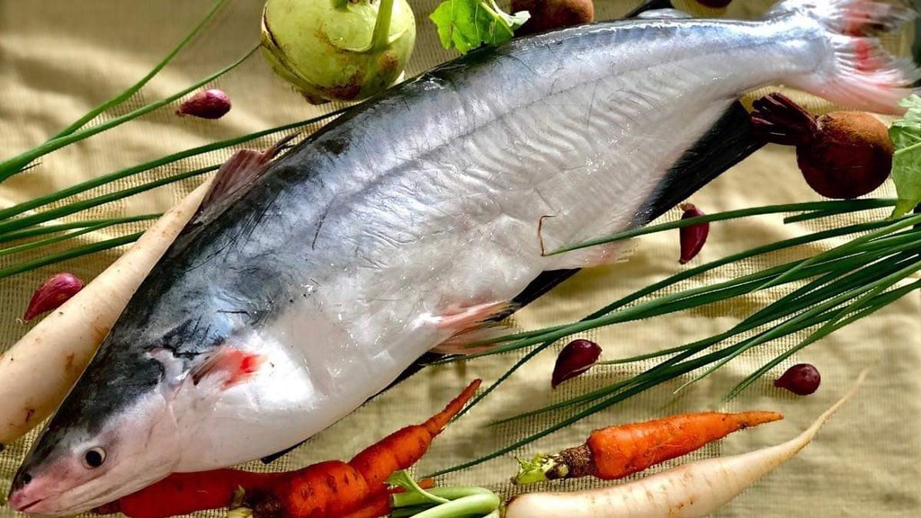 Cá hú bao nhiêu calo, protein? Thành phần dinh dưỡng, cách chế biến giữ đạm, so sánh cá công nghiệp