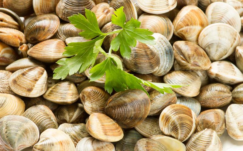Cách bảo quản ngao sống tại nhà an toàn và giữ tươi lâu hơn