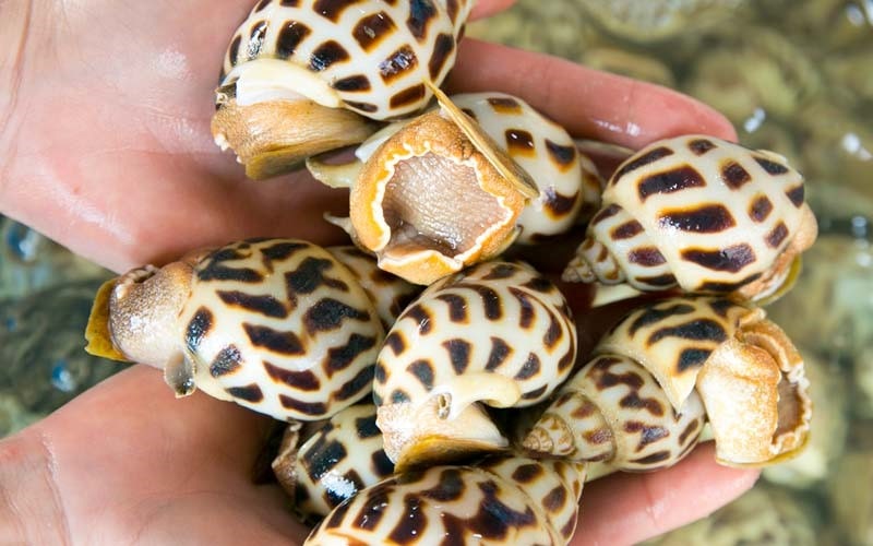 Cách bảo quản ốc hương tại nhà: Trữ lạnh, trữ đông hay nuôi sống tốt hơn