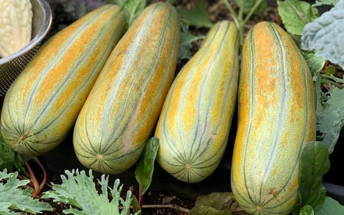 Hướng dẫn sử dụng dưa gang hợp lý trong chế độ ăn Hướng dẫn sử dụng dưa gang hợp lý trong chế độ ăn