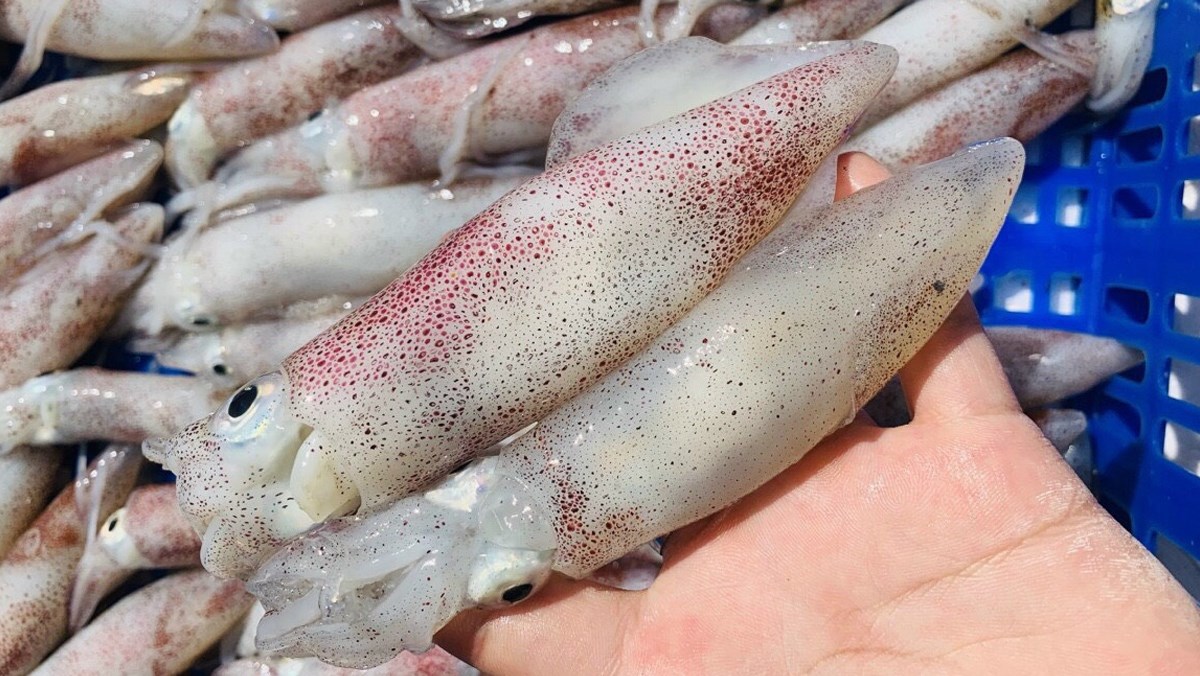 Tác động của mực đối với sức khỏe và chế độ ăn uống Tác động của mực đối với sức khỏe và chế độ ăn uống