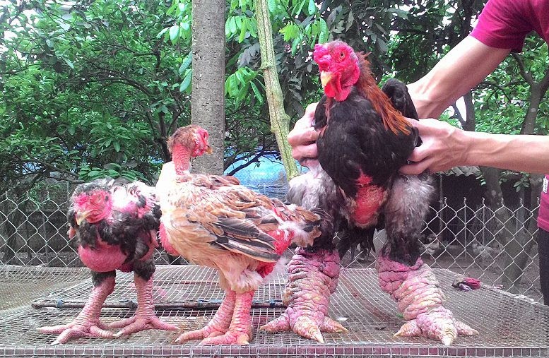 Chân gà Đông Tảo, nguồn gốc và đặc điểm, phân loại và giá trị, văn hóa và dinh dưỡng, thực hư đặc sản