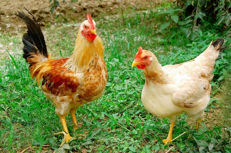 Chế biến và tiêu thụ thịt gà ta trong đời sống hiện đại