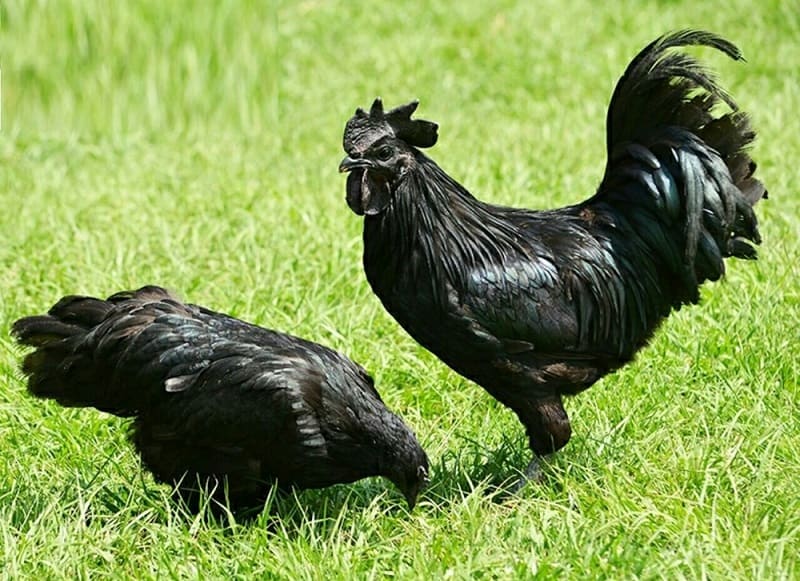 Gà H Mông là gì, đặc điểm sinh học, chăn nuôi thế nào, ăn có tốt không