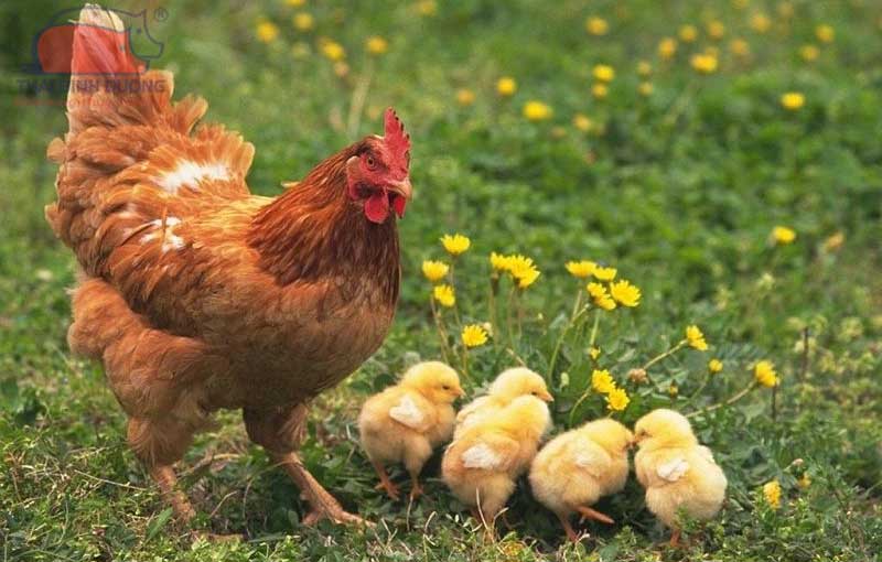 Gà Tam Hoàng là gì, ưu điểm chăn nuôi, kỹ thuật nuôi, tiềm năng đầu tư hiện nay