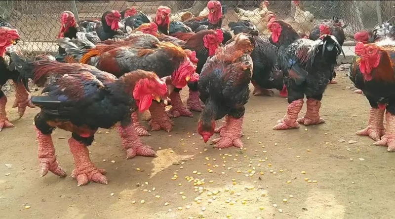 Cho gà Đông Tảo ăn gì để chân to, chế độ dinh dưỡng, thành phần khẩu phần, lưu ý khi nuôi