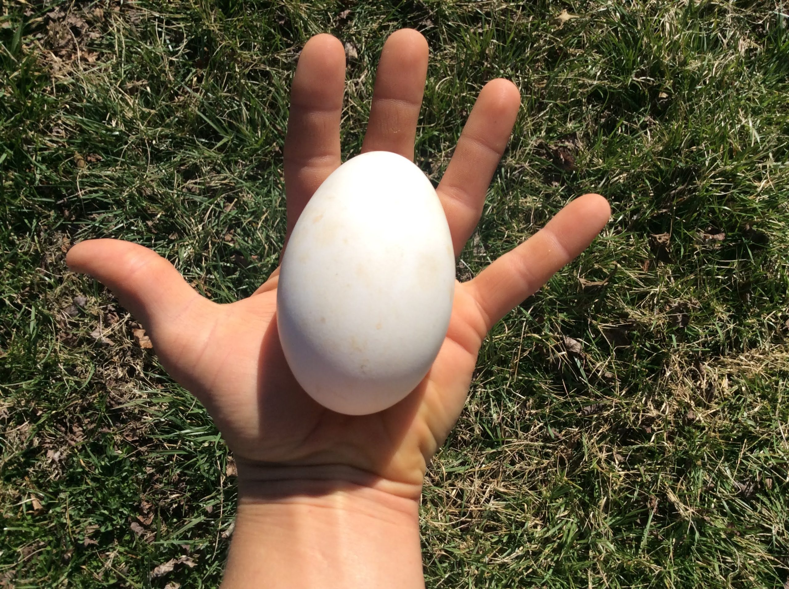 Trứng ngỗng bao nhiêu calo, protein? Dưỡng chất nổi bật, lượng calo theo cách chế biến, có nên ăn hằng ngày